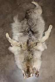 Partial WOLF Hide Pelt