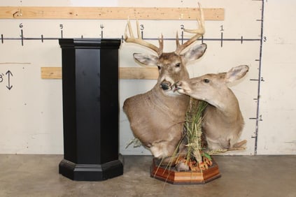 *Unique* "Kissing" DOE with Her 11-Point WHITETAIL DEER BUCK on a Wood Pedestal