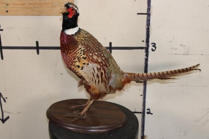 Life-sized RING-NECKED PHEASANT on a Wooden Base
