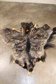 BLUE WILDEBEEST Cape for a Shoulder Mount Taxidermy