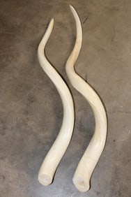 Set of (2) Polished KUDU Horn Cone Bones (ONE$)