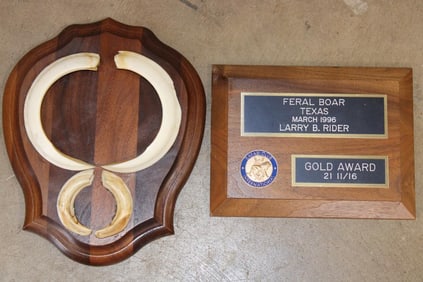 SCI "Gold Award" Plaque and BOAR Tusk Set on a Wooden Plaque (ONE$)