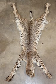BOBCAT Hide or Pelt with its Paws and Most of its Claws