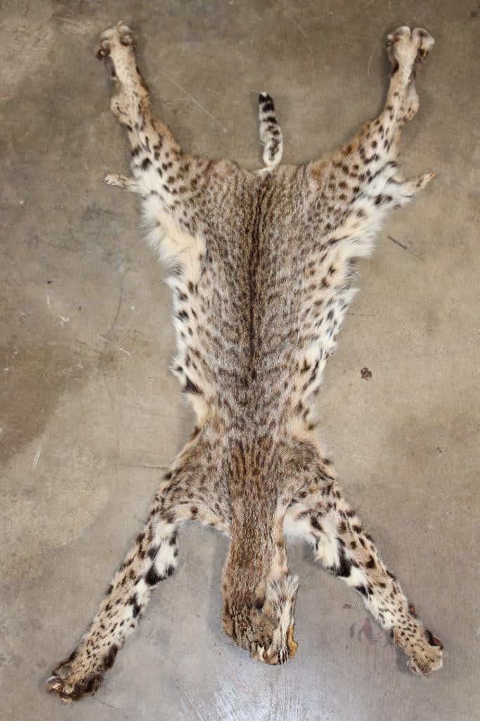 BOBCAT Hide or Pelt with its Paws and Most of its Claws (1 of 3)
