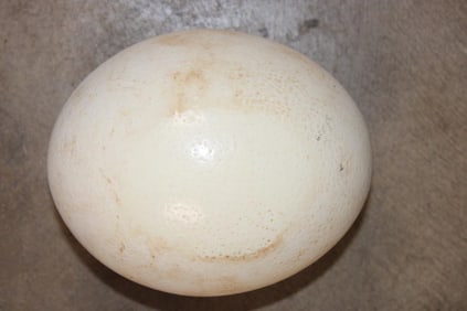 OSTRICH Egg