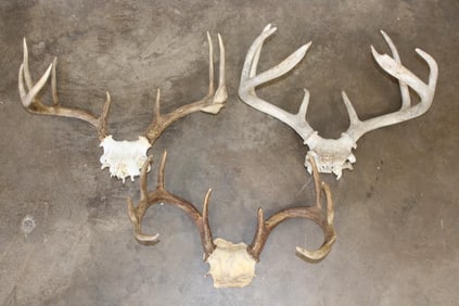 (3) WHITETAIL DEER Antler Racks on Skull Caps (ONE$)