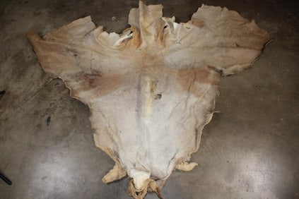 ELAND Cape for a Taxidermy Shoulder Mount