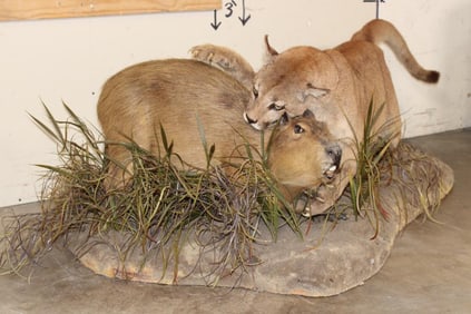 Adolescent Life-sized MOUNTAIN LION Attacking a CAPYBARA on a Decorative Base