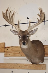 Big 18-Point WHITETAIL DEER Buck Shoulder Mount