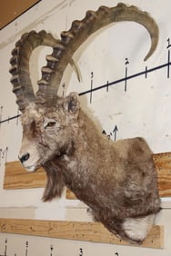 Big SIBERIAN IBEX Shoulder Mount