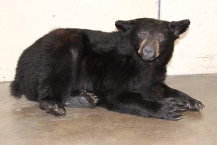 Life-sized Laying BLACK BEAR with All its Claws