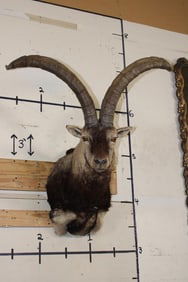 Big GREDOS IBEX Shoulder Mount