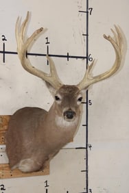 Big 14-Point WHITETAIL DEER Buck Shoulder Mount with a Heavy Rack