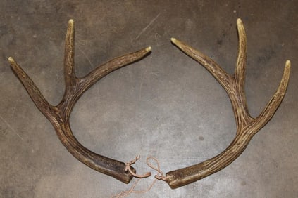Reproduction Amacker Brand 6-Point WHITETAIL Deer Antler Sheds