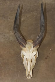 BUSHBUCK Skull with All its Teeth