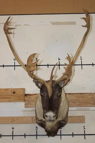 27-Point CARIBOU Shoulder Mount