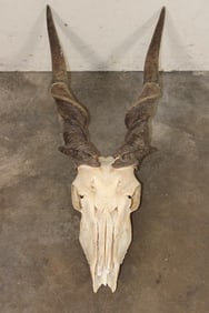 Big ELAND Skull