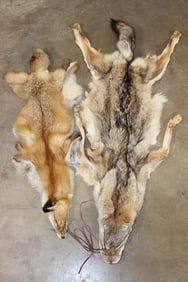 (1) RED FOX Hide and (1) COYOTE Hide (ONE$)