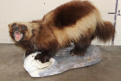 Life-sized WOLVERINE on a Base with a ROCK PTARMIGAN