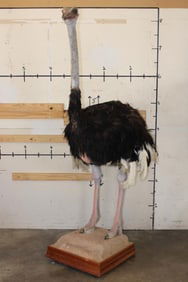 Life-sized OSTRICH on a Wood Base with Wheels