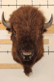 BUFFALO or BISON Shoulder Mount