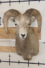 ROCKY MOUNTAIN BIGHORN Sheep Ram Shoulder Mount