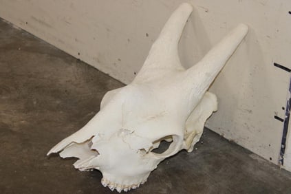 GIRAFFE SKULL with All its Teeth