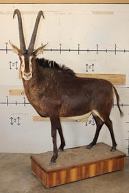 Big Life-sized SABLE on a Base with Wheels