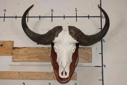 CAPE BUFFALO Skull on a Walnut Wood Wall Pedestal