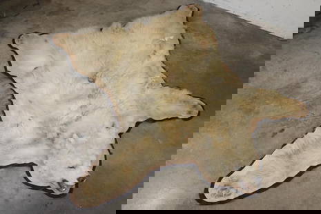 Blonde Phase BLACK BEAR Rug: Blonde Phase BLACK BEAR Rug. It has 13 Claws and is in rough condition. It measures 6' Long x 5' 8" Wide. TAXIDERMY