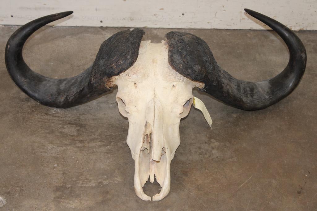 Big CAPE BUFFALO Skull (1 of 6)