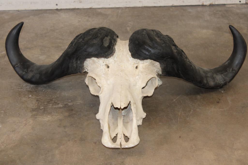 CAPE BUFFALO Skull (1 of 8)