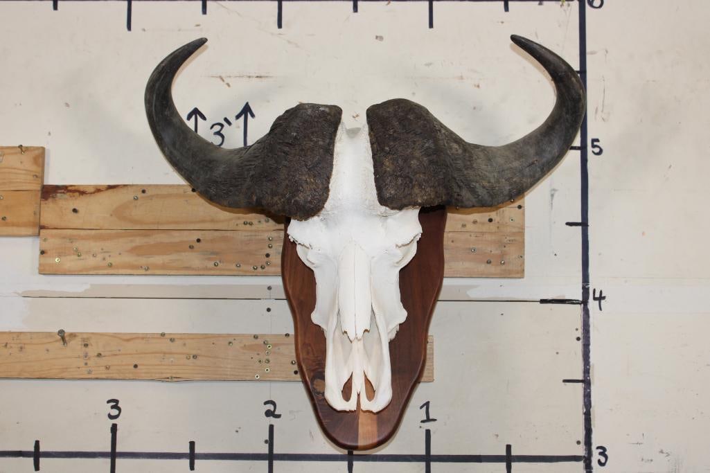 CAPE BUFFALO Skull on a Wood Wall Pedestal: Nice CAPE BUFFALO Skull on a Wood Wall Pedestal. It has All but one Tooth and a 31.75" Spread. TAXIDERMY