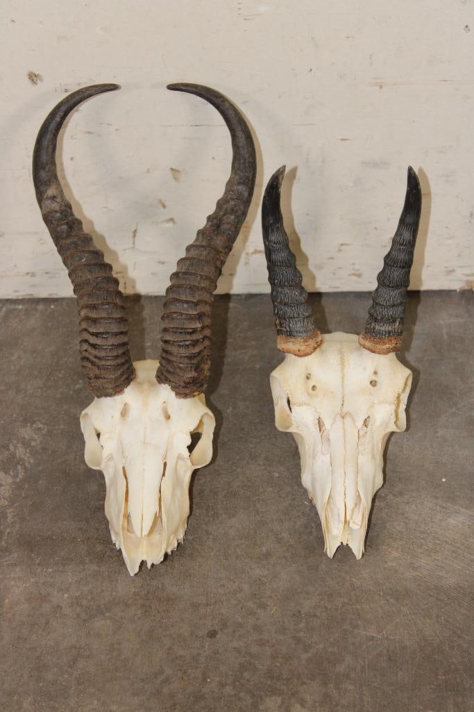 (1) SPRINGBOK Skull and (1) REEDBUCK Skull (ONE$): 1 SPRINGBOK Skull and 1 REEDBUCK Skull. (ONE$) TAXIDERMY