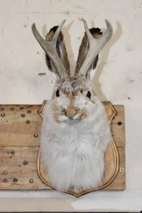 JACKALOPE Shoulder Mount with Real Antlers on a Wooden Plaque: JACKALOPE Shoulder Mount with Real Antlers on a Wooden Plaque. It measures 13" Tall x 6.5" Wide x 8" Depth from wall. ODDITIES AND CURIOSITIES TAXIDERMY