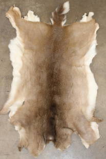 WHITETAIL DEER Hide or Pelt: Very Nice and Soft WHITETAIL DEER Hide. It measures 38" Long x 24" Wide. TAXIDERMY