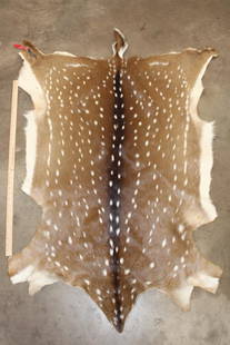XL AXIS DEER Hide: Very Nice and Clean AXIS DEER Hide. It measures 61" Long x 43" Wide. TAXIDERMY HIDES