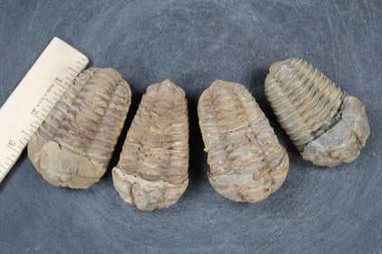 (4) Trilobite "Diacalymene" FOSSILS from Morocco (ONE$)