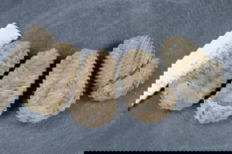 (4) Trilobite "Diacalymene" FOSSILS from Morocco (ONE$): 4 Trilobite "Diacalymene" FOSSILS from the Morocco. These trilobites are between 380-410 Million Years Old. They measure 3" to 3.5" Long x 2" to 2.5" Wide (ONE$). ROCKS FOSSILS MINERALS