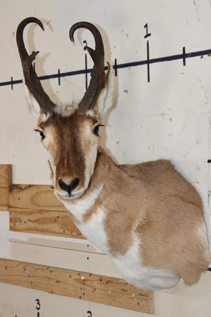 PRONGHORN Shoulder Mount (1 of 8)
