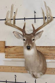 Big 12-Point WHITETAIL DEER Shoulder Mount