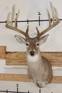 Big 12-Point WHITETAIL DEER Shoulder Mount: Big 12-Point WHITETAIL DEER Shoulder Mount with a 23" Spread. It has been Scored a 176 2/8 Boone and Crockett Points and is in Good Condition. TAXIDERMY