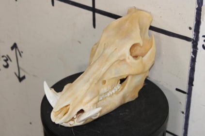 Big WILD HOG or BOAR Skull with All its Teeth and a Removable Jaw