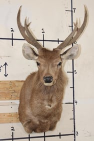 SAMBAR DEER Shoulder Mount