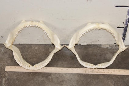 (2) Big SHARK Jaws (ONE$)