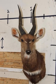 BUSHBUCK Shoulder Mount