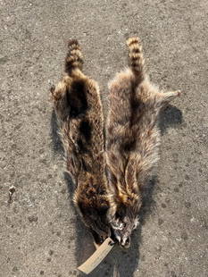 (2) *NEW* Tanned RACCOON Hides (ONE$): These 2 *NEW* RACCOON Hides measure 34" Long and 36" Long (ONE$). TAXIDERMY