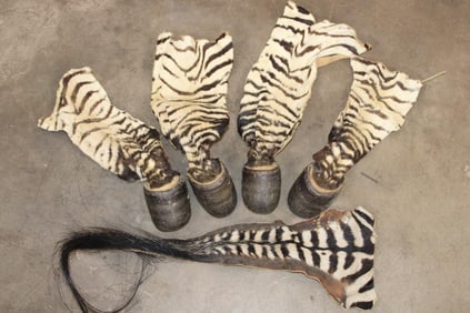 (4) ZEBRA Hooves with Leg Hide and (1) ZEBRA Tail (ONE$)