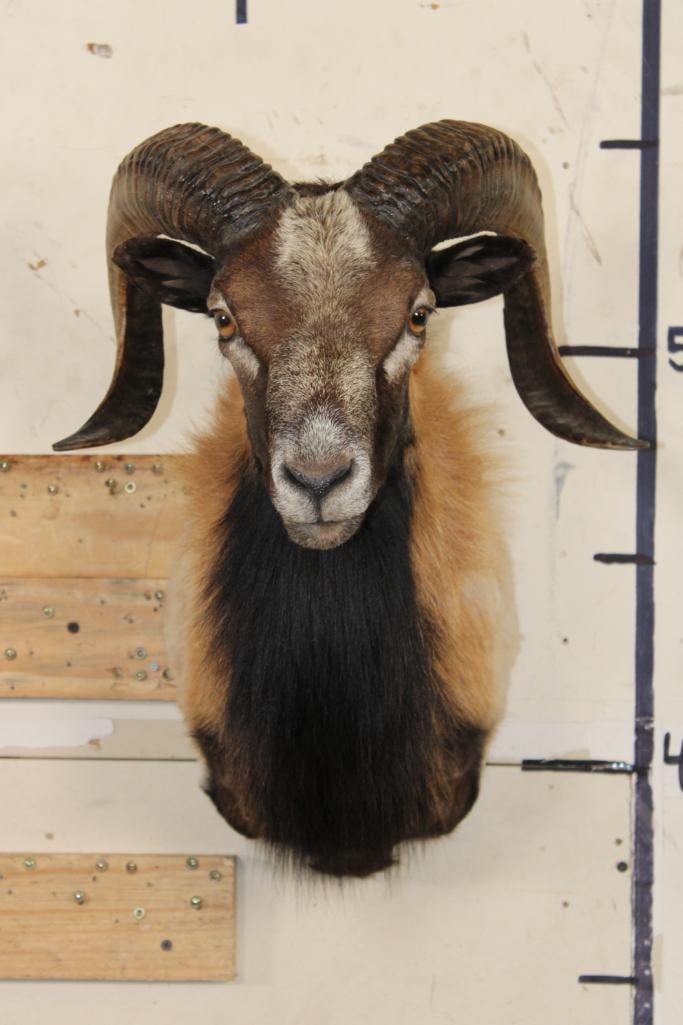 CORSICAN RAM Shoulder Mount (1 of 8)