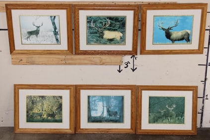 (6) Wildlife Photo Prints with matching Frames (ONE$)